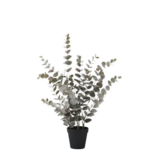 Eucalyptus Bush in Pot- Grey 53cm