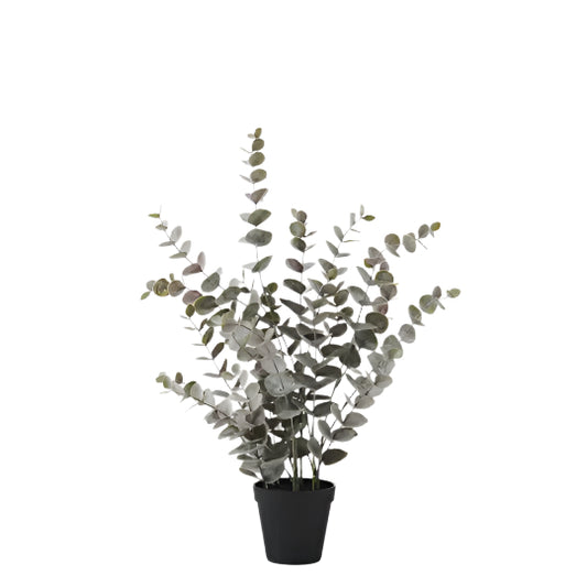 Eucalyptus Bush in Pot-  Grey 53cm