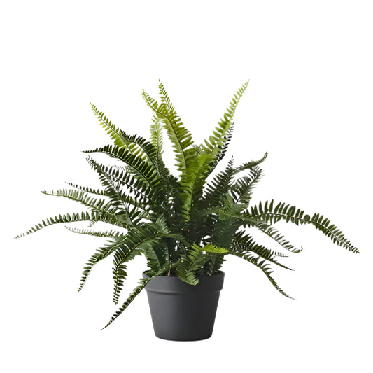 Boston Fern Plant - Green 59cm