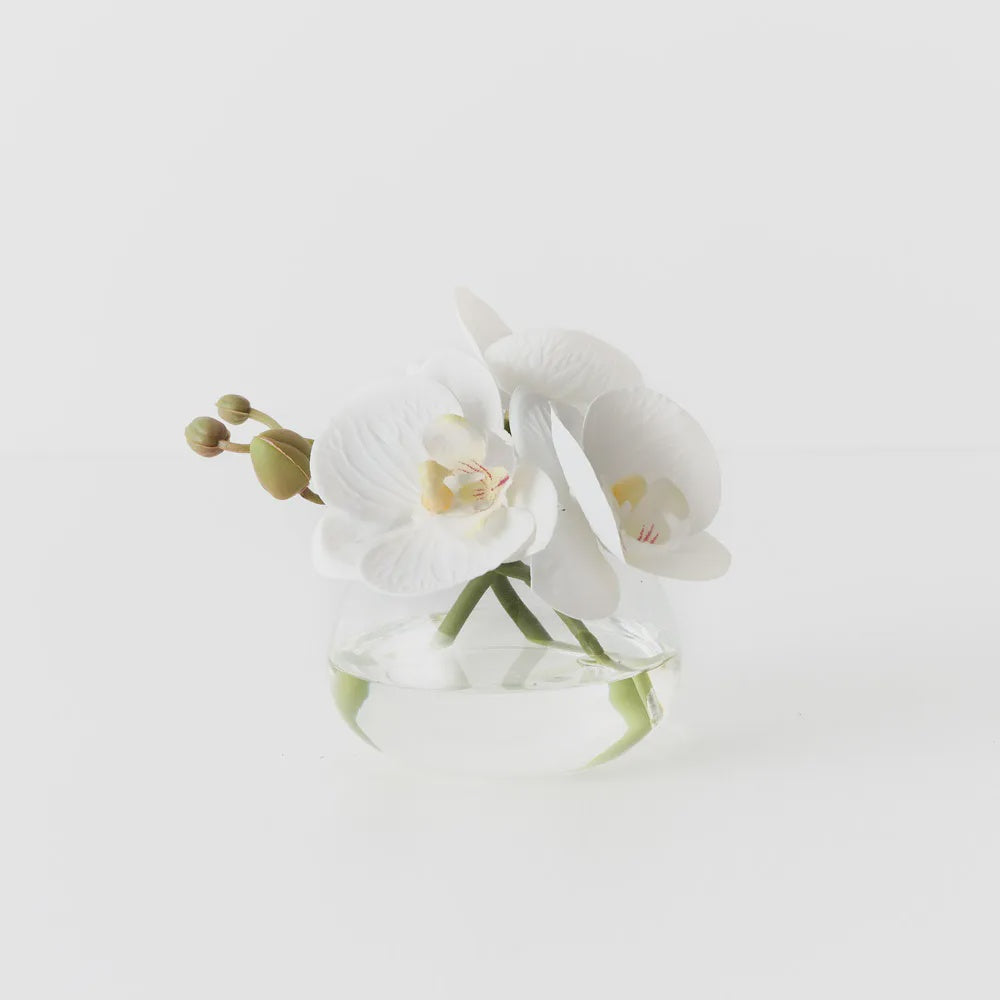 Orchid Phalaenopsis in vase 11cm