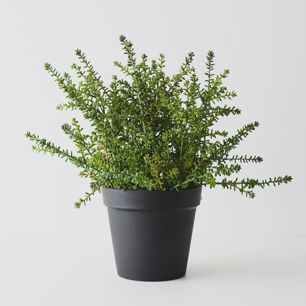 Sedum Potted Plant, Green 37cm