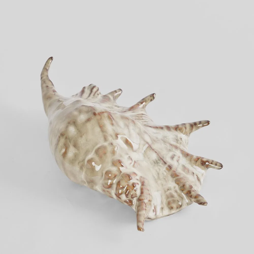 Spider Conch Shell