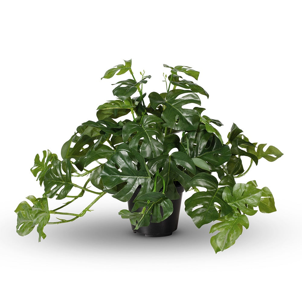 Monstera Hanging Plant in Pot 30cm