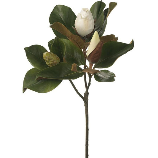 Magnolia Bud & Foliage 75cm