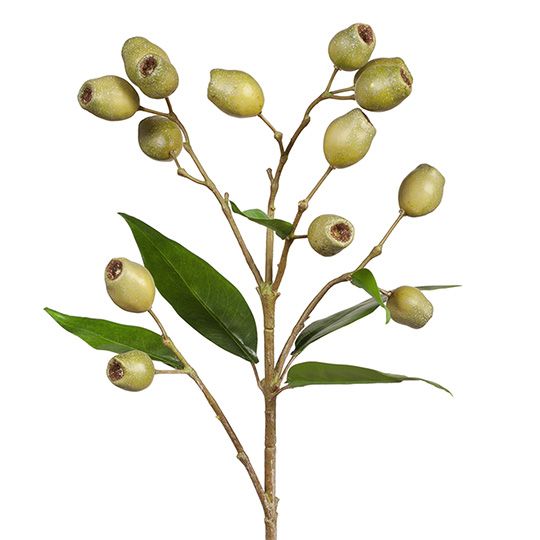 Eucalyptus Gum Nut Spray 66cm