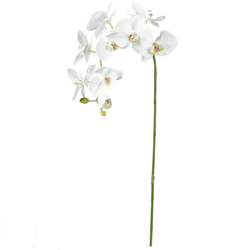 Mini Phalaenopsis Orchid Stem 51cm