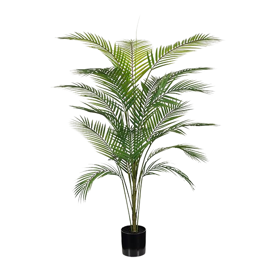 Parlour Palm
