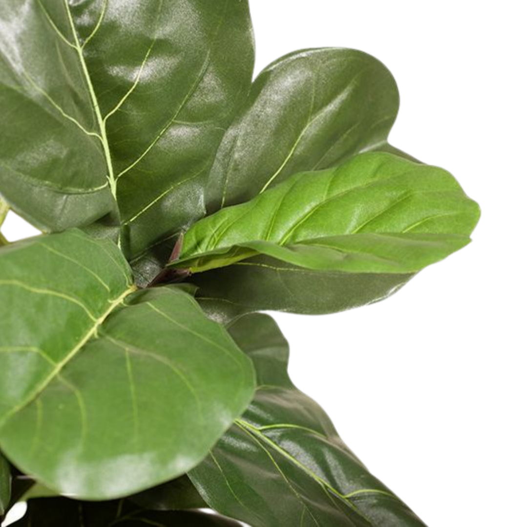 Fiddle Leaf Tree 183cm