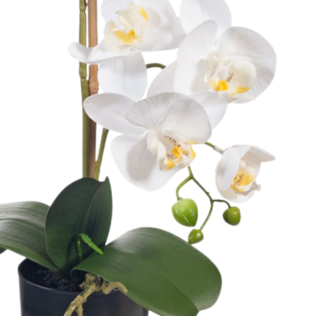 Orchid Phalaenopsis in Pot 55cm
