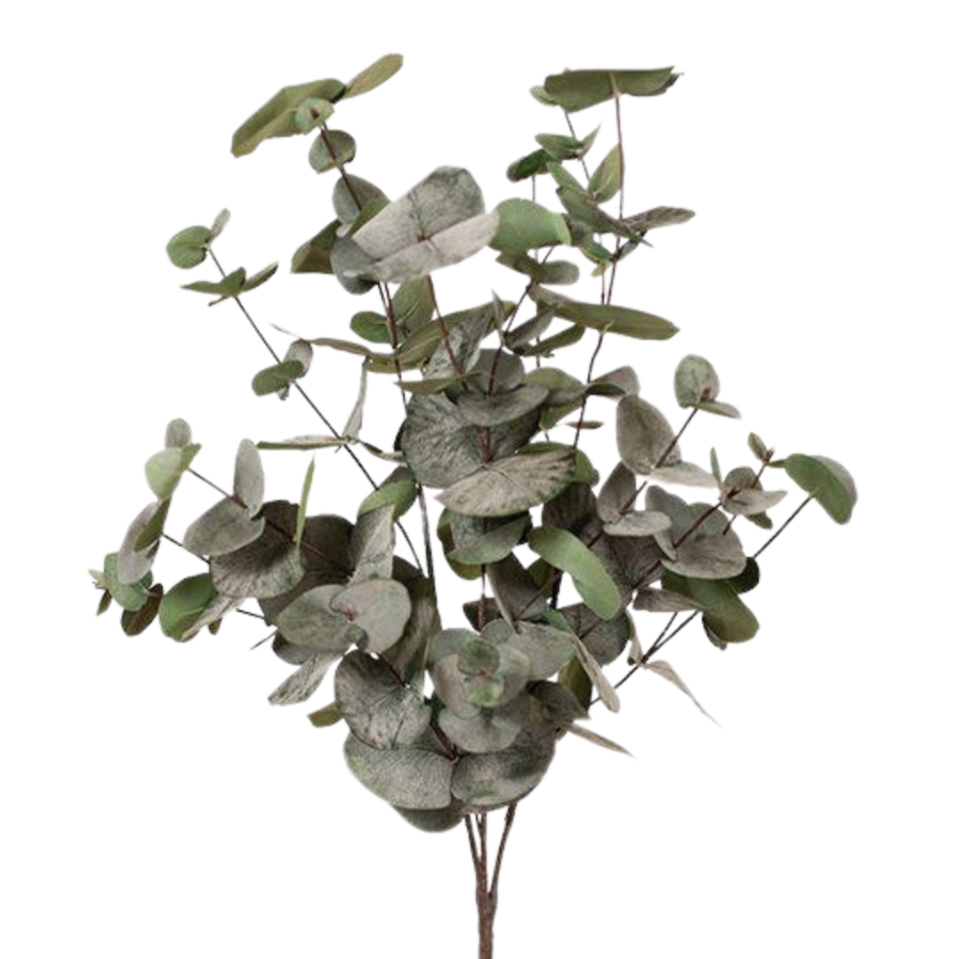 Eucalyptus Silver Dollar Bush - Dark Green 55cm