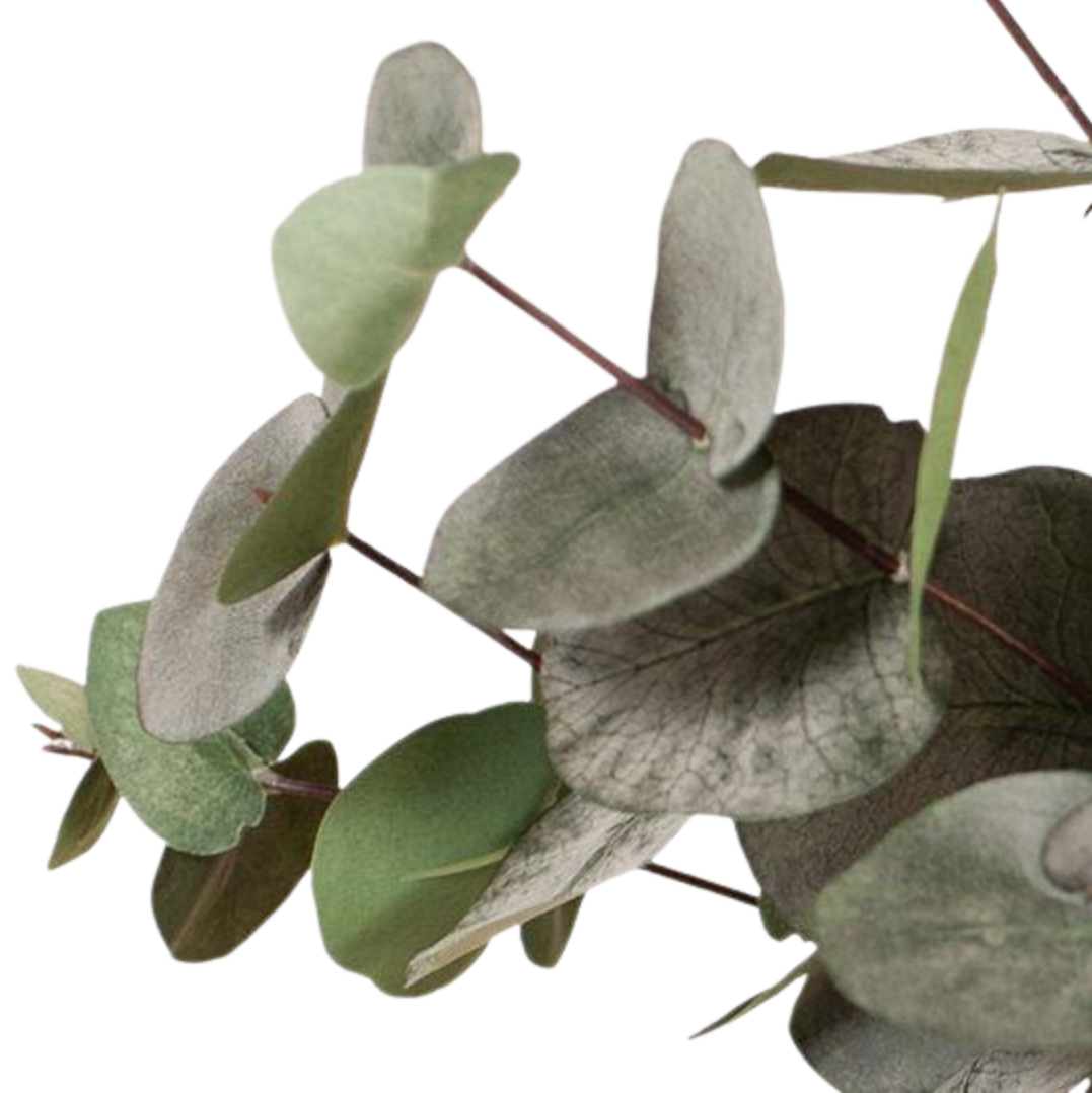 Eucalyptus Silver Dollar Bush - Dark Green 55cm