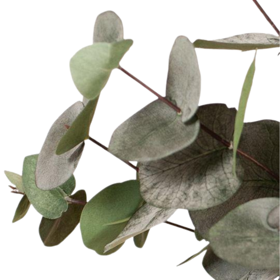 Eucalyptus Silver Dollar Bush - Dark Green 55cm