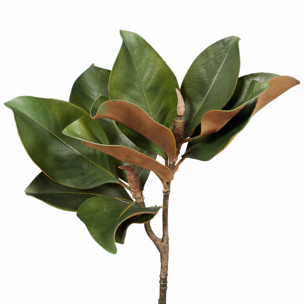 Magnolia Foliage Green 63cm