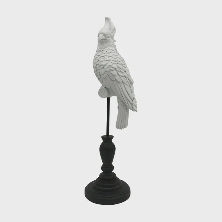 Island Parrot White