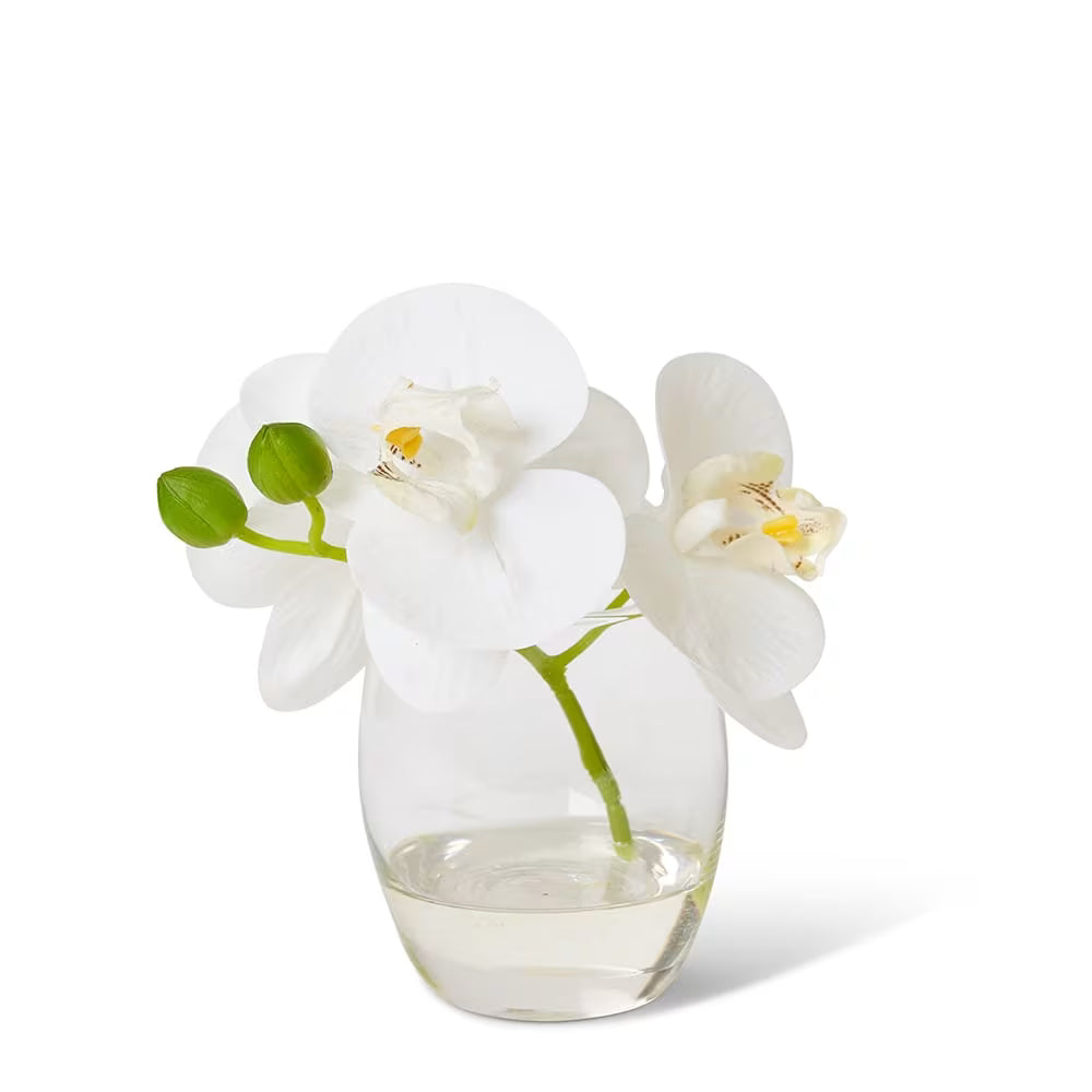 Phalaenopsis White/Clear 16x13x15cm