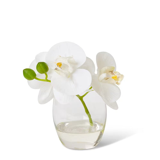 Phalaenopsis White/Clear 16x13x15cm