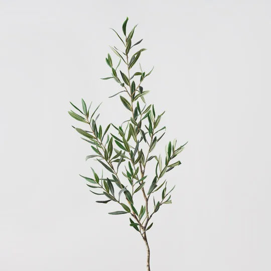 Olive Leaf Spray 122cm