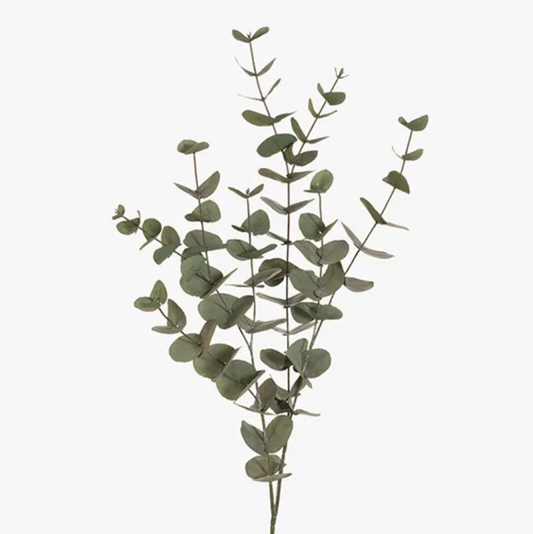 Eucalyptus Silver Dollar - Forest Green 101cm