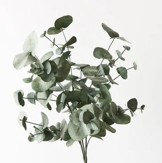 Eucalyptus Silver Dollar Bush - Forest Green 55cm