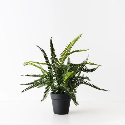 Boston Fern Plant - Green 54cm