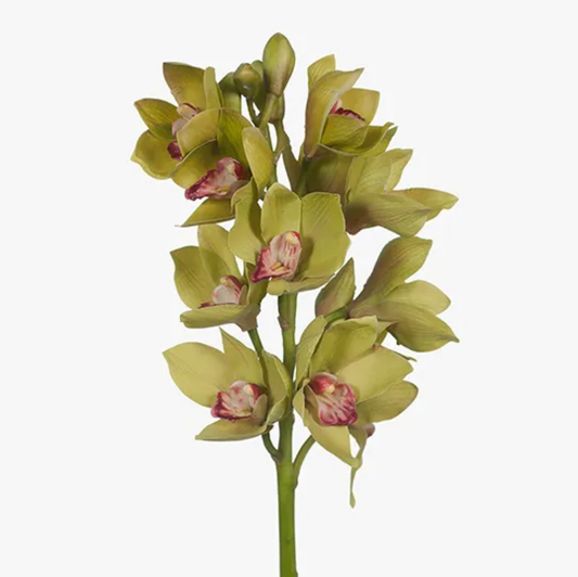 Cymbidium Orchid Stem - Green 58cm