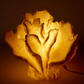 Coral Lamp Leaf - 34 x 24 x 30cm