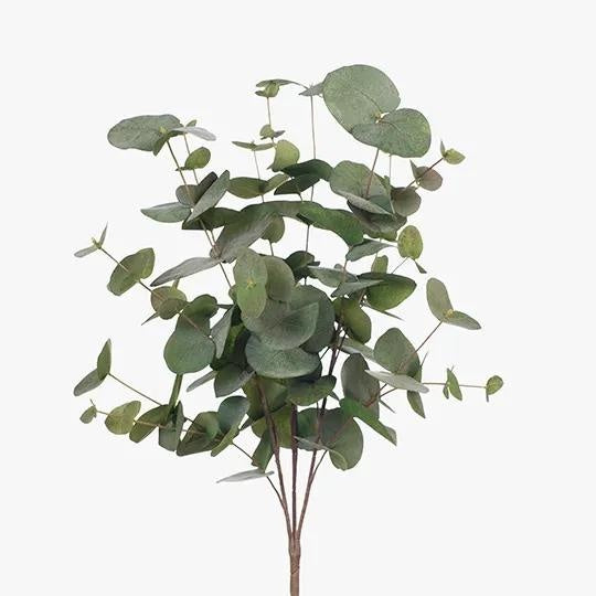 Eucalyptus Silver Dollar Bush - Green Grey 55cm