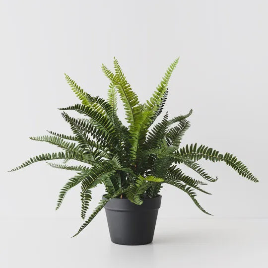 Boston Fern Plant - Green 59cm