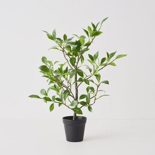 Ficus Plant 49cmh Green