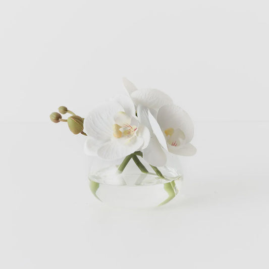 Orchid Phalaenopsis in vase 11cm