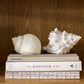 Snail Shell Decorative Light