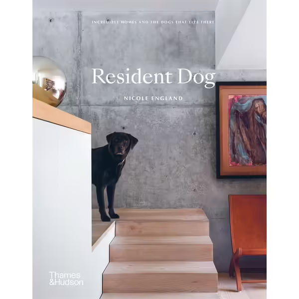 Resident Dog