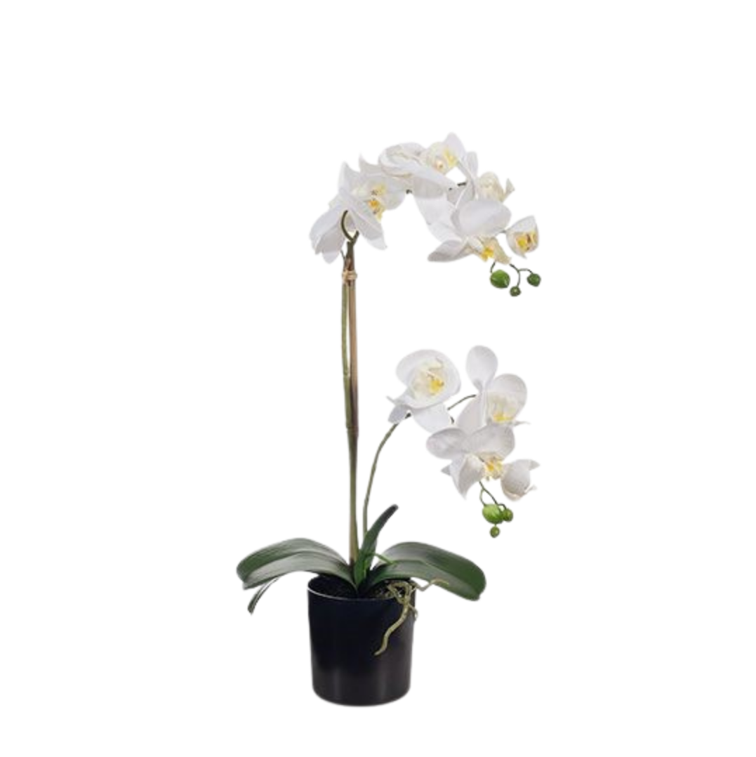 Orchid Phalaenopsis in Pot