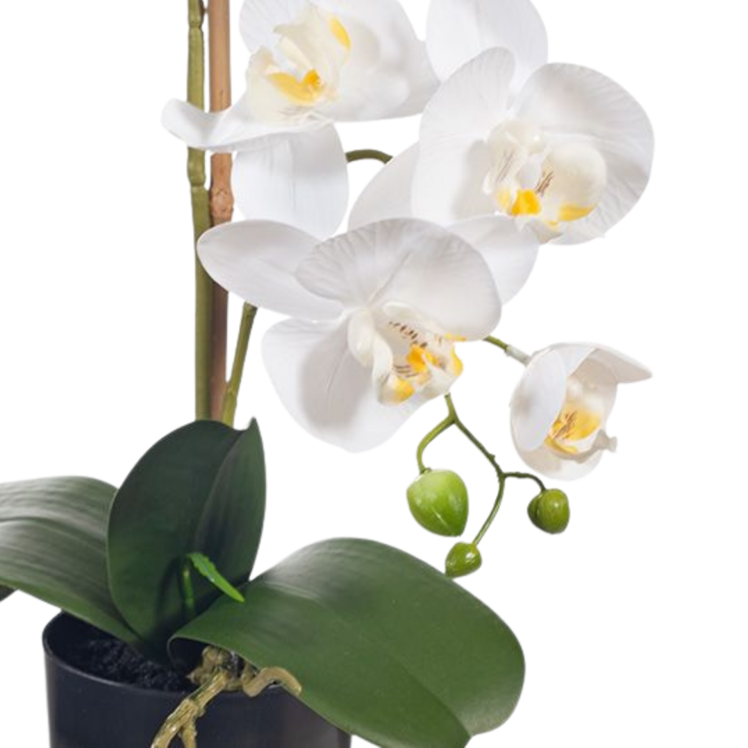 Orchid Phalaenopsis in Pot