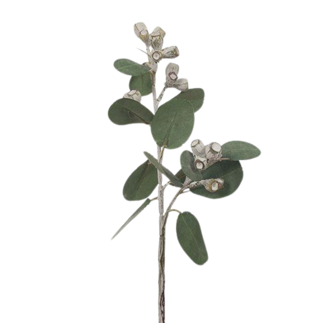 Eucalyptus Tetragona 41cm