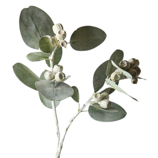 Eucalyptus Tetragona Spray Grey-Green 61cm