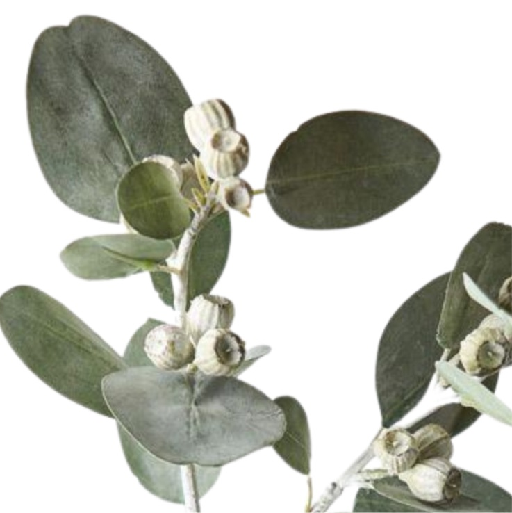 Eucalyptus Tetragona Spray Grey-Green 61cm