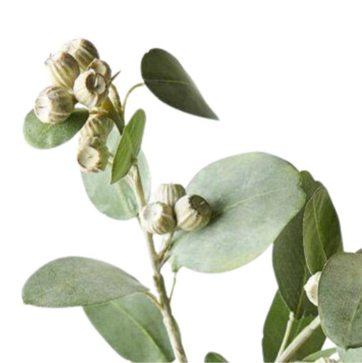 Eucalyptus Tetragona Spray  Green 61cm