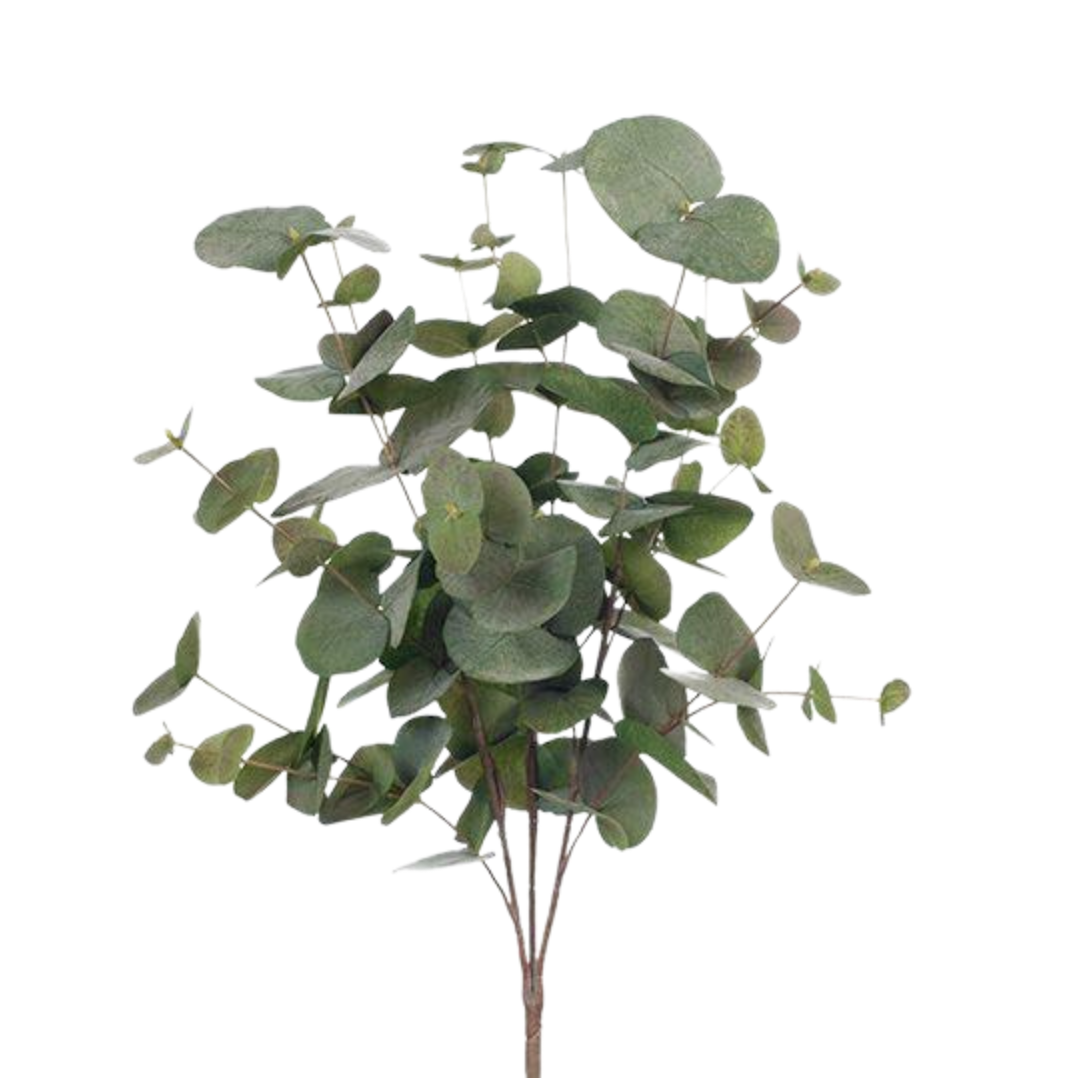 Eucalyptus Silver Dollar Green Grey Bush 55cm
