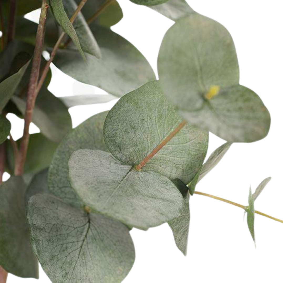 Eucalyptus Silver Dollar Green Grey Bush 55cm