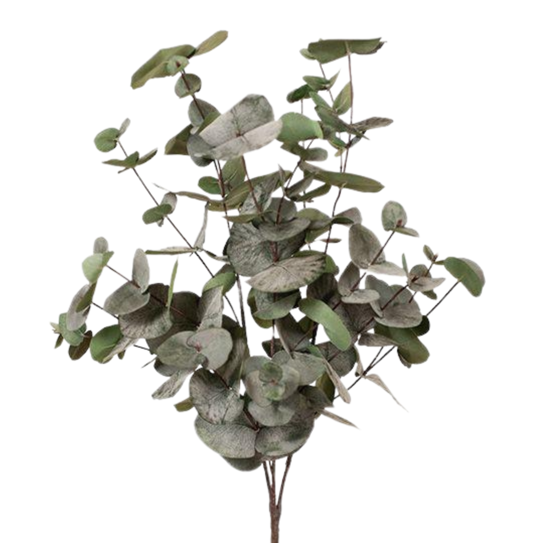 Eucalyptus Silver Dollar Dark Green  Bush 55cm