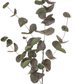 Eucalyptus Silver Dollar Dark Green 101cm