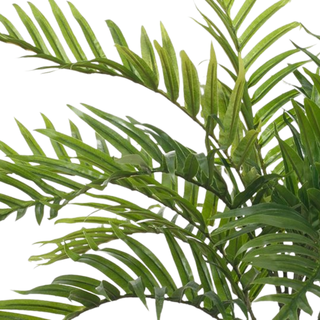 Areca Palm Plant 63cm
