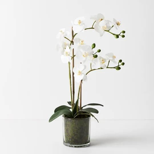 Orchid Phalaenopsis in Vase White 55cm