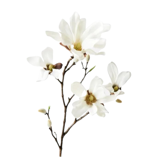 Magnolia Japanese Spray 95cm